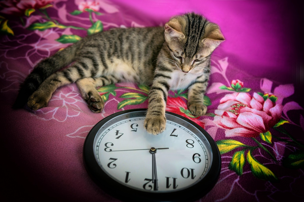 Sylvester, clock, animal — Greatest Online Chat Meet Folks Online